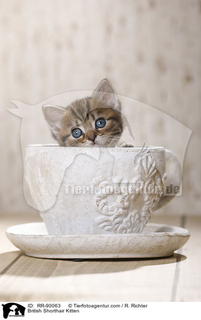 Britisch Kurzhaar Ktzchen / British Shorthair Kitten / RR-90063