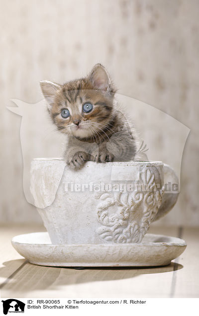 Britisch Kurzhaar K�tzchen / British Shorthair Kitten / RR-90065