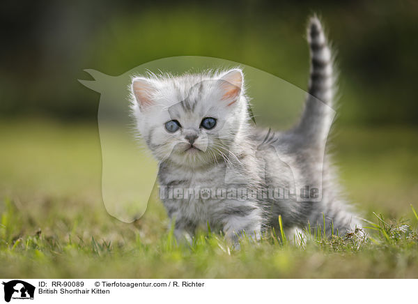 Britisch Kurzhaar Ktzchen / British Shorthair Kitten / RR-90089