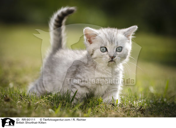 Britisch Kurzhaar Ktzchen / British Shorthair Kitten / RR-90111