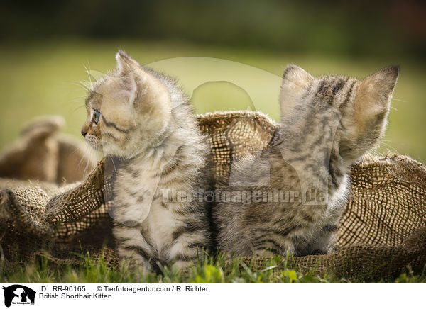 Britisch Kurzhaar Ktzchen / British Shorthair Kitten / RR-90165