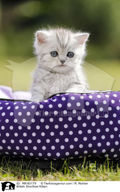 Britisch Kurzhaar Ktzchen / British Shorthair Kitten / RR-90179