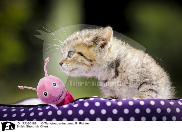 Britisch Kurzhaar Ktzchen / British Shorthair Kitten / RR-90188
