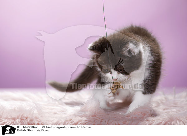 Britisch Kurzhaar Ktzchen / British Shorthair Kitten / RR-91047