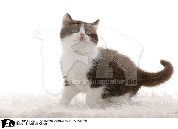 Britisch Kurzhaar Ktzchen / British Shorthair Kitten / RR-91057