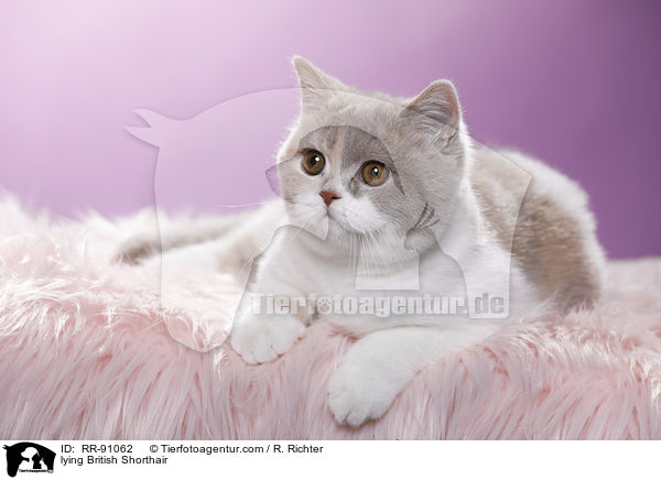 liegende Britisch Kurzhaar / lying British Shorthair / RR-91062