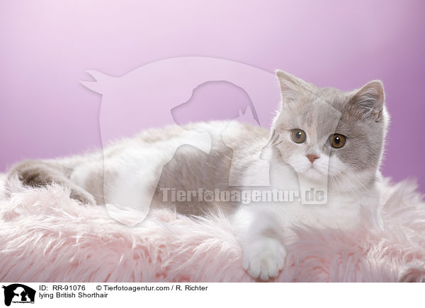 liegende Britisch Kurzhaar / lying British Shorthair / RR-91076