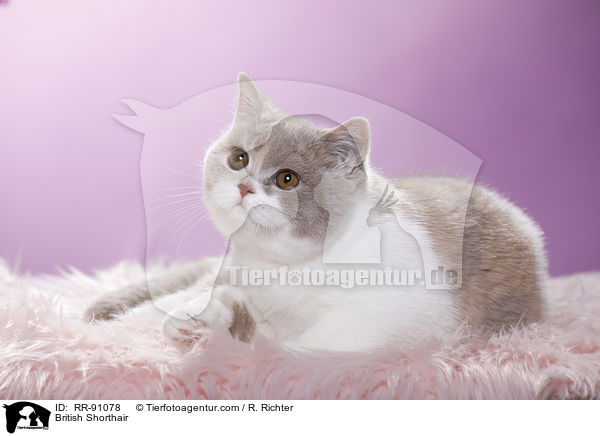 Britisch Kurzhaar / British Shorthair / RR-91078