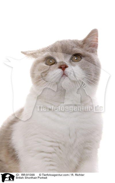 Britisch Kurzhaar Kopf / British Shorthair Portrait / RR-91088