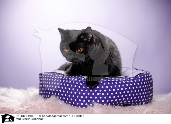 liegende Britisch Kurzhaar / lying British Shorthair / RR-91093