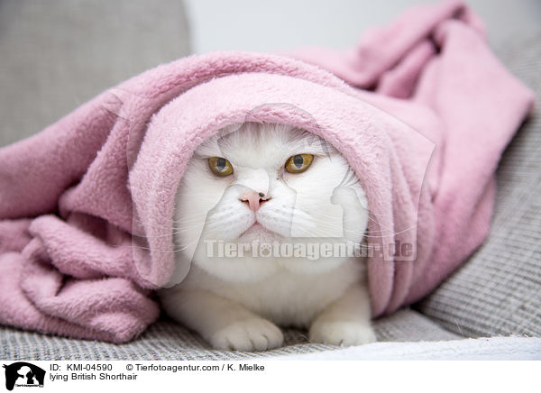 liegende Britisch Kurzhaar / lying British Shorthair / KMI-04590