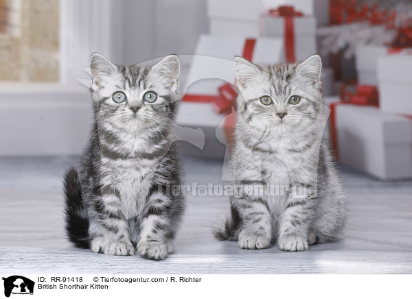 Britisch Kurzhaar Ktzchen / British Shorthair Kitten / RR-91418