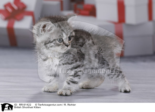 Britisch Kurzhaar Ktzchen / British Shorthair Kitten / RR-91422