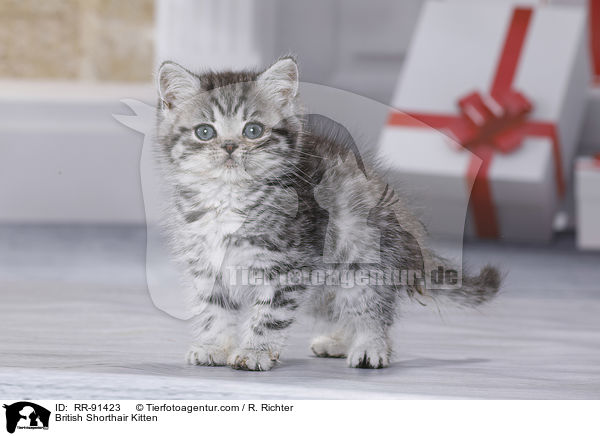 Britisch Kurzhaar Ktzchen / British Shorthair Kitten / RR-91423