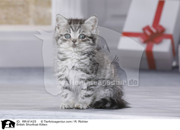 Britisch Kurzhaar Ktzchen / British Shorthair Kitten / RR-91425