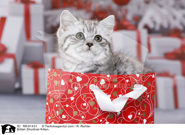 Britisch Kurzhaar Ktzchen / British Shorthair Kitten / RR-91431