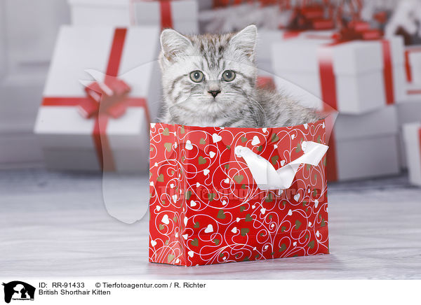 Britisch Kurzhaar Ktzchen / British Shorthair Kitten / RR-91433