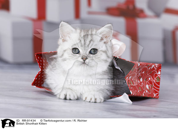 Britisch Kurzhaar Ktzchen / British Shorthair Kitten / RR-91434