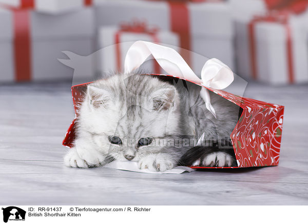 Britisch Kurzhaar Ktzchen / British Shorthair Kitten / RR-91437