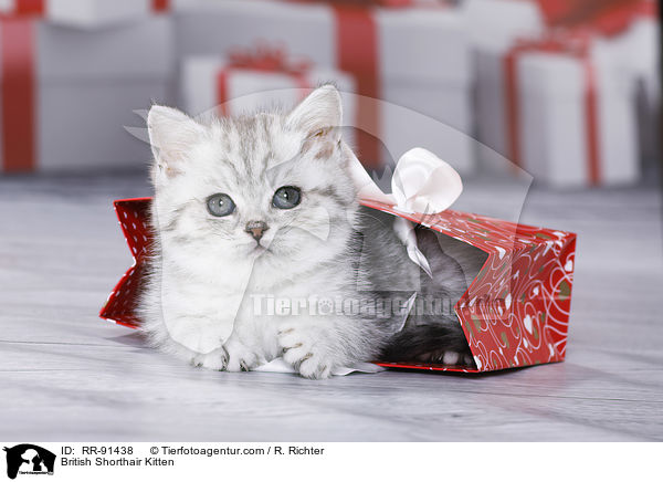 Britisch Kurzhaar Ktzchen / British Shorthair Kitten / RR-91438