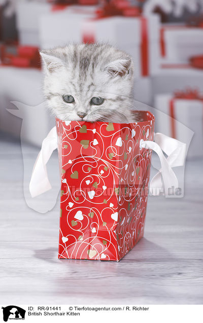 Britisch Kurzhaar Ktzchen / British Shorthair Kitten / RR-91441