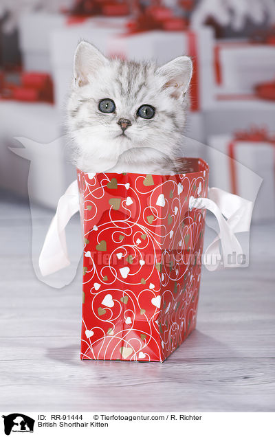 Britisch Kurzhaar Ktzchen / British Shorthair Kitten / RR-91444