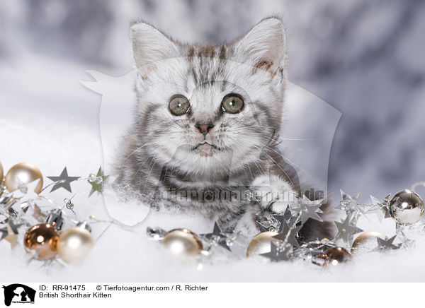 Britisch Kurzhaar Ktzchen / British Shorthair Kitten / RR-91475