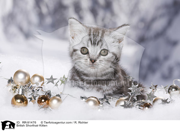 Britisch Kurzhaar Ktzchen / British Shorthair Kitten / RR-91476