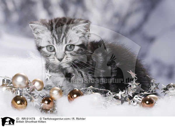 Britisch Kurzhaar Ktzchen / British Shorthair Kitten / RR-91478