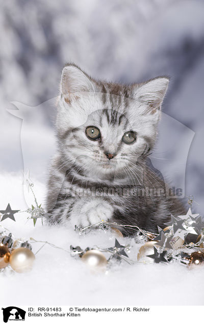 Britisch Kurzhaar Ktzchen / British Shorthair Kitten / RR-91483