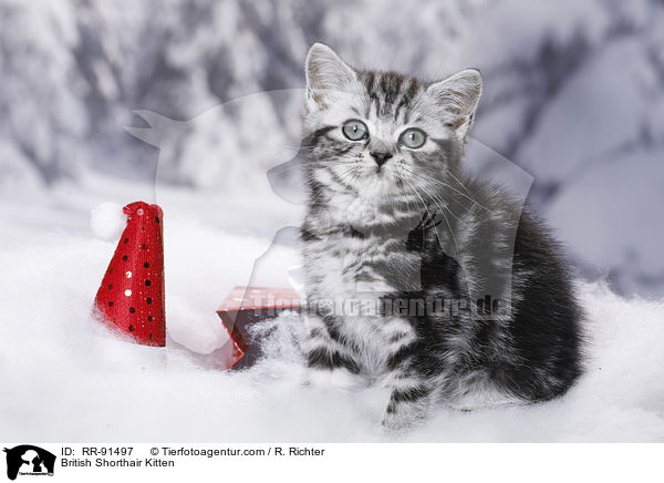 Britisch Kurzhaar Ktzchen / British Shorthair Kitten / RR-91497