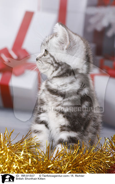 Britisch Kurzhaar Ktzchen / British Shorthair Kitten / RR-91507