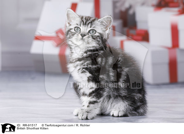 Britisch Kurzhaar Ktzchen / British Shorthair Kitten / RR-91517