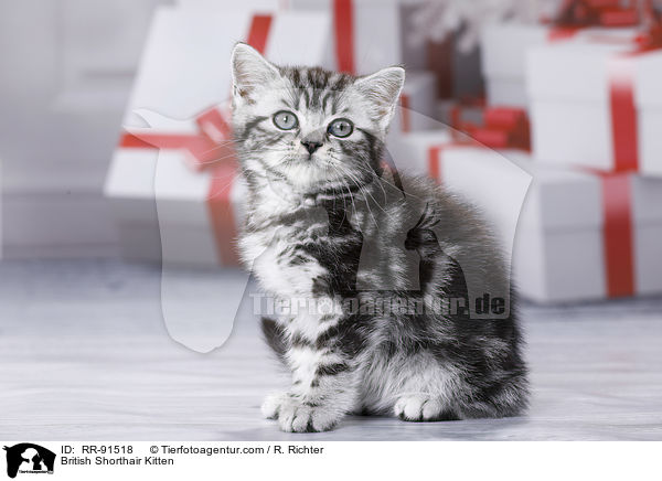 Britisch Kurzhaar Ktzchen / British Shorthair Kitten / RR-91518