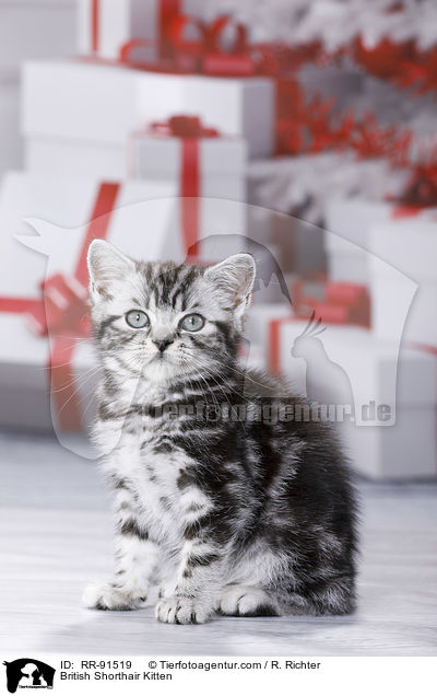 Britisch Kurzhaar Ktzchen / British Shorthair Kitten / RR-91519