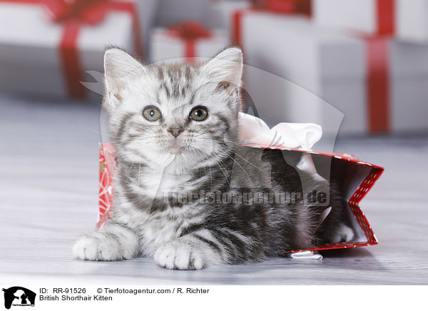 Britisch Kurzhaar Ktzchen / British Shorthair Kitten / RR-91526
