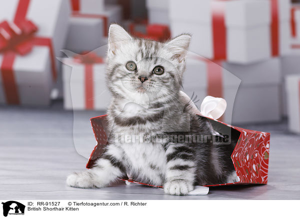 Britisch Kurzhaar Ktzchen / British Shorthair Kitten / RR-91527