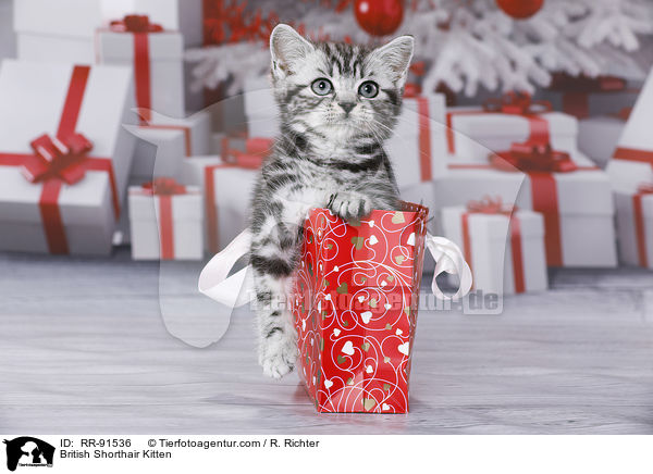 Britisch Kurzhaar Ktzchen / British Shorthair Kitten / RR-91536