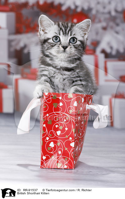Britisch Kurzhaar Ktzchen / British Shorthair Kitten / RR-91537