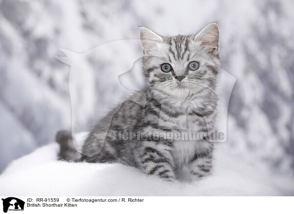 British Shorthair Kitten / RR-91559