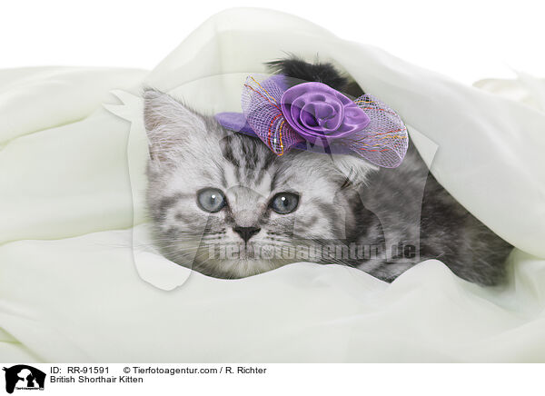 Britisch Kurzhaar Ktzchen / British Shorthair Kitten / RR-91591