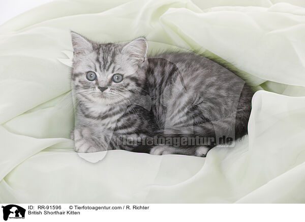 Britisch Kurzhaar Ktzchen / British Shorthair Kitten / RR-91596