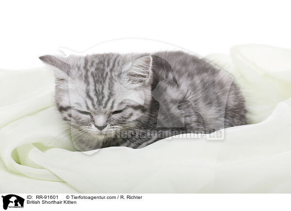 Britisch Kurzhaar Ktzchen / British Shorthair Kitten / RR-91601