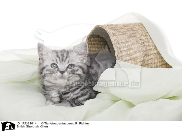 Britisch Kurzhaar Ktzchen / British Shorthair Kitten / RR-91614