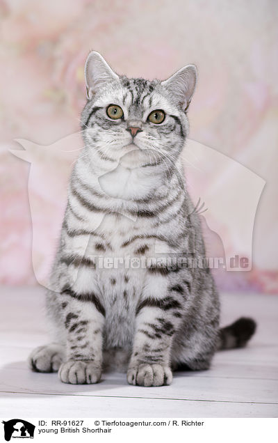 junge Britisch Kurzhaar / young British Shorthair / RR-91627