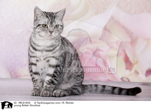 junge Britisch Kurzhaar / young British Shorthair / RR-91645