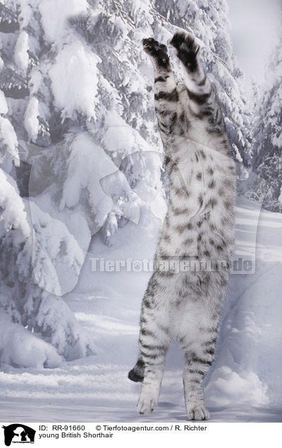 junge Britisch Kurzhaar / young British Shorthair / RR-91660