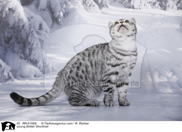 junge Britisch Kurzhaar / young British Shorthair / RR-91668