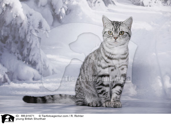 junge Britisch Kurzhaar / young British Shorthair / RR-91671