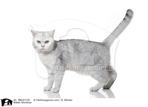Britisch Kurzhaar / British Shorthair / RR-91735